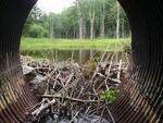 Culvert Crossing, Ellsworth, Maine