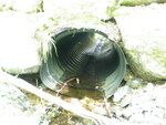 Culvert Crossing, Surry, Maine