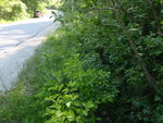 Culvert Crossing, Lamoine, Maine