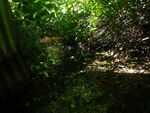 Culvert Crossing, Harrington, Maine
