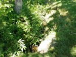 Culvert Crossing, Tannery Brook, Dedham, Maine