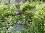 Culvert Crossing, Mann Brook, Dedham, Maine