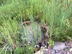 Culvert Crossing, Trib To Eastman Stream, Pembroke, Maine
