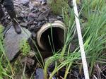 Culvert Crossing, Trib To Eastman Stream, Pembroke, Maine