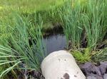 Culvert Crossing, Trib To Eastman Stream, Pembroke, Maine