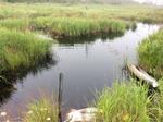 Culvert Crossing, Trib To Sawyer Cove, Jonesport, Maine
