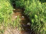 Culvert Crossing, Trib To Bucks Harbor, Machiasport, Maine