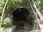 Culvert Crossing, Charlotte, Maine
