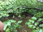 Culvert Crossing, Edmunds Twp, Maine