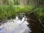 Culvert Crossing, Baring Plt, Maine