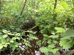 Culvert Crossing, Trib To Little Kennebec Bay, Machias, Maine