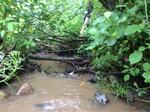 Culvert Crossing, Trib To Hersey Cove, Pembroke, Maine