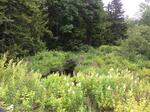 Multiple Culvert Crossing, Elmere Brook, Jonesboro, Maine