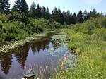 Culvert Crossing, Mays, Lubec, Maine