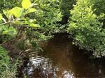Culvert Crossing, Trib To Little Kennebec Bay, Machias, Maine