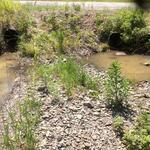 Multiple Culvert Crossing, Lubec, Maine
