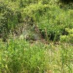 Multiple Culvert Crossing, Lubec, Maine