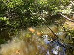 Culvert Crossing, Edmunds Twp, Maine