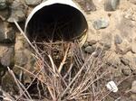 Culvert Crossing, Pembroke, Maine