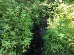 Culvert Crossing, Eastport, Maine
