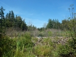 Unknown Crossing, Dead Stream, Cooper, Maine