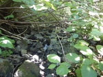 Culvert Crossing, Roque Bluffs, Maine