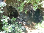 Culvert Crossing, Roque Bluffs, Maine