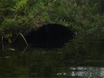 Culvert Crossing, Charlotte, Maine