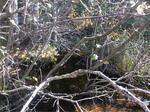 Culvert Crossing, Crow Brook, Pembroke, Maine