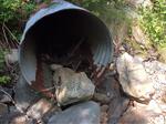 Multiple Culvert Crossing, Trib To Starboard Cove, Machiasport, Maine