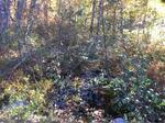 Multiple Culvert Crossing, Trib To Pennamaquan River Reservoir, Charlotte, Maine