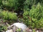 Culvert Crossing, Lubec, Maine