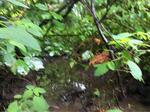 Culvert Crossing, Trib To Pennamaquan, Pembroke, Maine