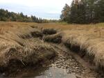 Culvert Crossing, Perry, Maine
