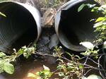 Multiple Culvert Crossing, Roque Bluffs, Maine