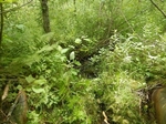 Multiple Culvert Crossing, Perry, Maine
