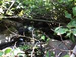 Culvert Crossing, Schooner Brook, Cutler, Maine