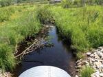 Culvert Crossing, Trib To Money Cove, Cutler, Maine