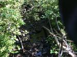 Culvert Crossing, Trib To Little River Cove, Cutler, Maine