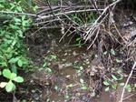 Culvert Crossing, Trescott Twp, Maine