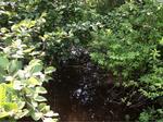 Culvert Crossing, Trib To Bucks Harbor, Machiasport, Maine