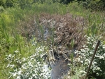 Culvert Crossing, Wilson Stream, Dennysville, Maine