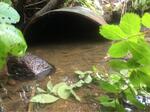 Culvert Crossing, Lubec, Maine