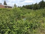 Culvert Crossing, Trib To Howard Cove, Machiasport, Maine