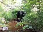 Culvert Crossing, Trib To Bucks Harbor, Machiasport, Maine