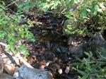 Culvert Crossing, Trib To Bucks Harbor, Machiasport, Maine