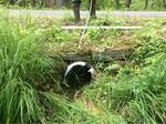 Culvert Crossing at Coggins Rd, Bristol, Maine