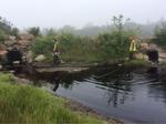 Culvert Crossing, Trib To Sawyer Cove, Jonesport, Maine