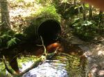 Culvert Crossing, Deblois, Maine