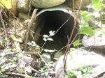 Culvert Crossing, Eliot, Maine